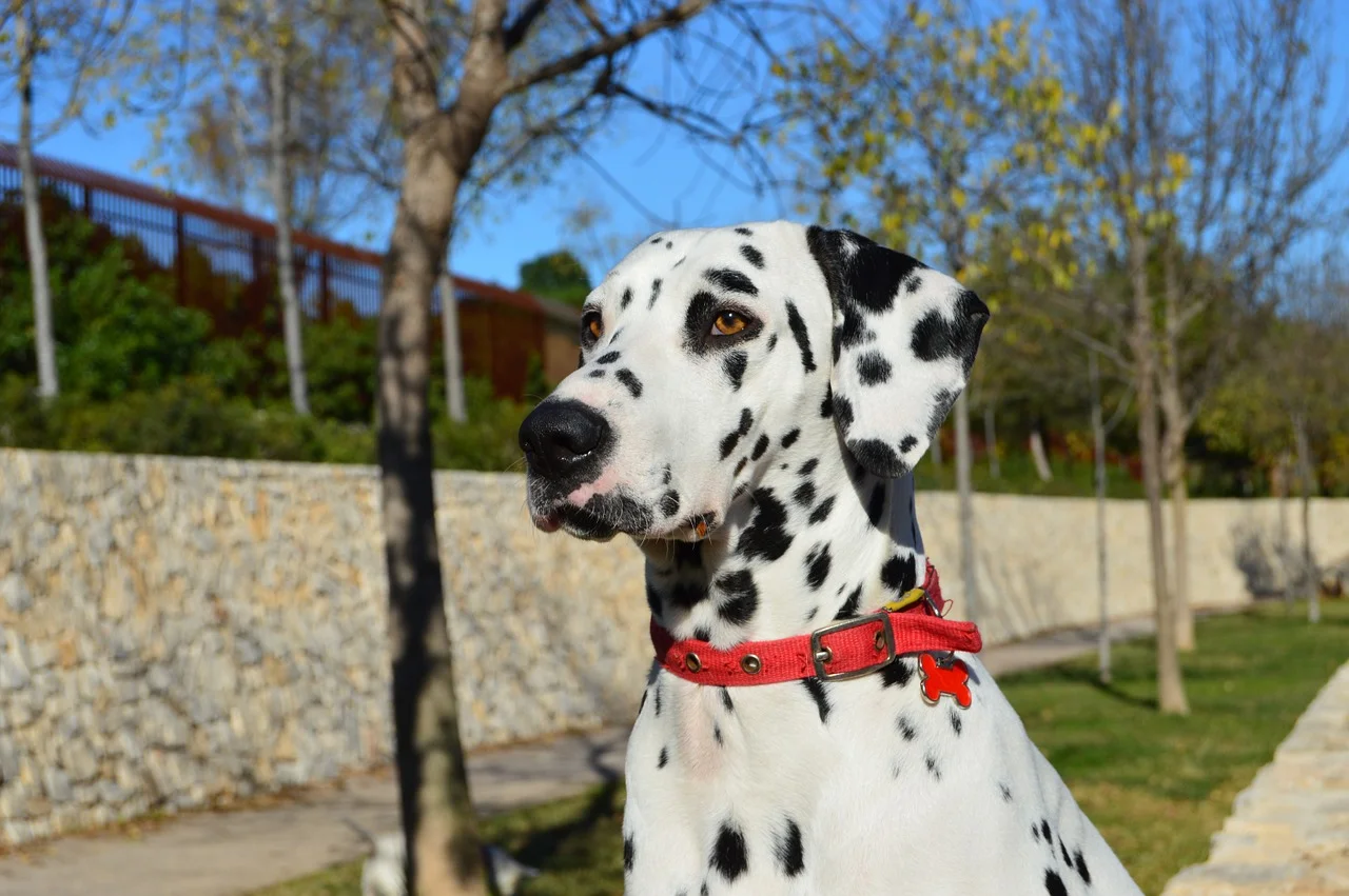 ダルメシアンの寿命や気を付けたい病気について | ペットショップ 犬の家&猫の里 | 子犬だけでなく子猫の情報もたくさん